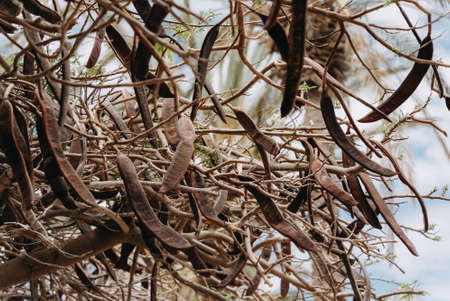 Late afternoon capture of carob tree plant with brown ripe carobs hanging ofの写真素材