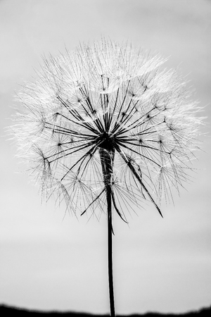 Black and white big dandelion on sky backgroundの写真素材