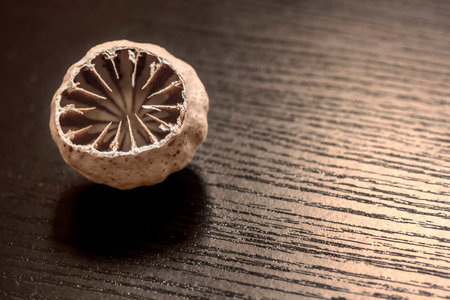 Brown background with empty poppy cocoon