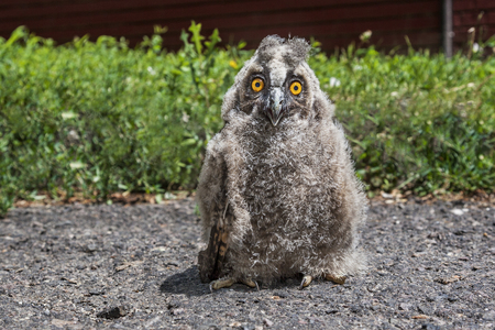Nestling long-eared owl, Asio otusの写真素材