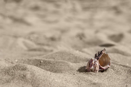 Sea snail shell in sandの写真素材
