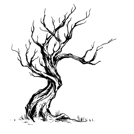 Hand sketched illustration of old crooked tree. Dry wood, ink sketch deciduous oak tree isolated on white background. Freehand linear hand drawn picture retro doodle graphic style vintage vector tree.のイラスト素材