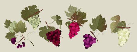 Grape branch set. Collection of white and red hand-drawn vector isolated grape branches. Variety of grape kinds. Modern illustrated design for web and print. Red summer berries. Wine making concept.のイラスト素材