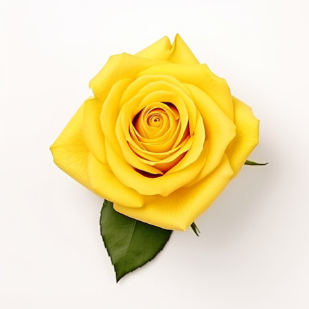 Beautiful yellow rose isolated on white background. Flat lay, top view.の素材
