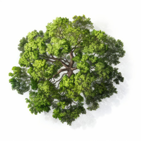 Green tree isolated on white background. 3D illustration. top viewの素材