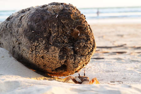 crab walking relaxing on the beach
