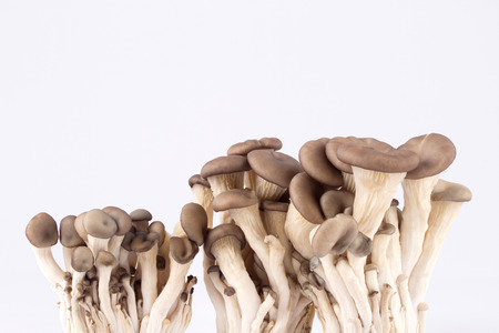 oyster mushroomの写真素材