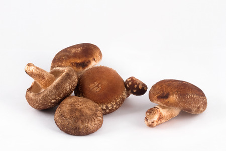 lentinula edodesの写真素材