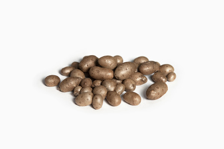 Dioscorea batatas seed.の写真素材