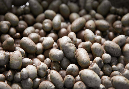 Dioscorea batatas seed.の写真素材