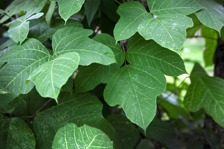 kudzu vineの写真素材