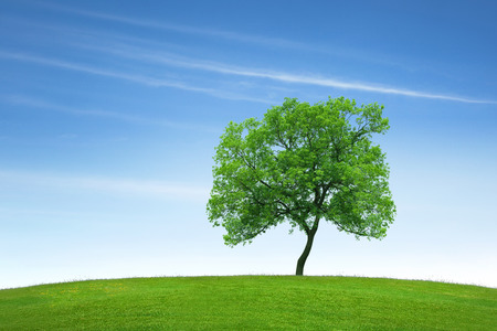 A single tree standing alone with blue sky and grass.の写真素材
