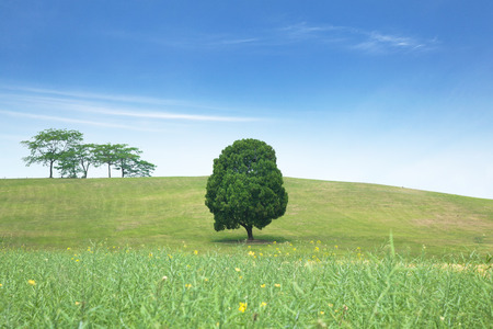 A single tree standing alone with blue sky and grass.の写真素材