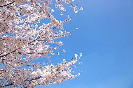 cherry blossomの写真素材
