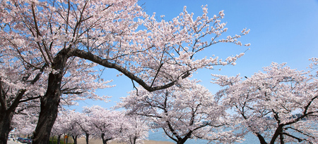 cherry blossomの写真素材