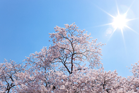 cherry blossomの写真素材