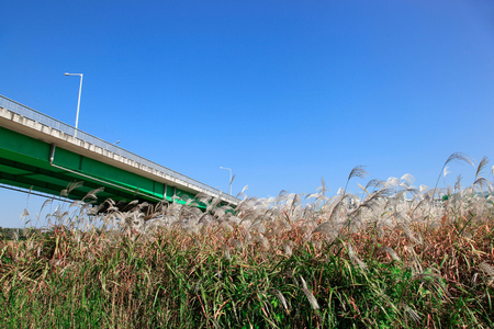 silver grassの写真素材