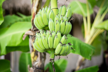 green banana on treeの写真素材
