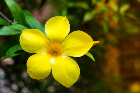 yellow flower beautifulの写真素材