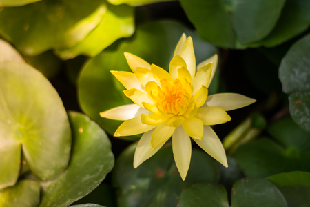 yellow lotus beautifulの写真素材