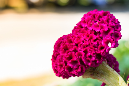 Cockscomb, big pink flowerの写真素材