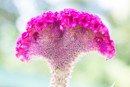 cockscomb, big pink flowerの写真素材