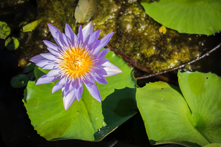 Violet lotus so beautifulの写真素材