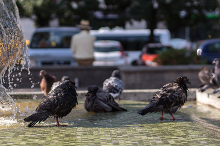 Pigeons playing and resting in a fountain on a warm summer afternoonの写真素材