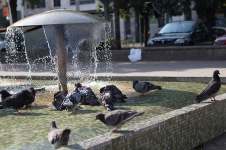 Pigeons playing and resting in a fountain on a warm summer afternoonの写真素材