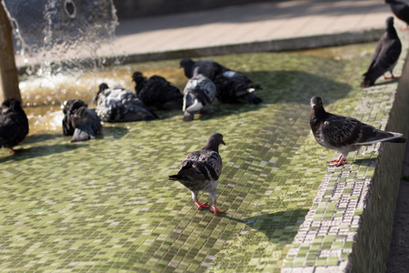 Pigeons playing and resting in a fountain on a warm summer afternoonの写真素材