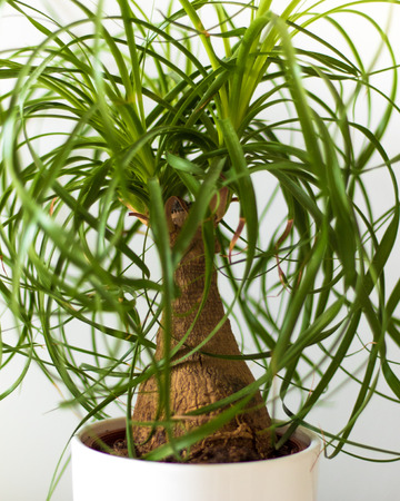 Green houseplant in white vaseの写真素材