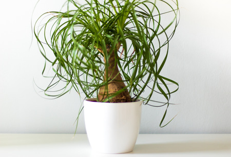 Small green plant in white vaseの写真素材