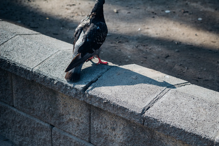 Grey pigeon resting on a streetの写真素材