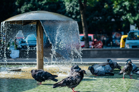 Pigeons playing and resting in a fountain on a warm summer afternoonの写真素材