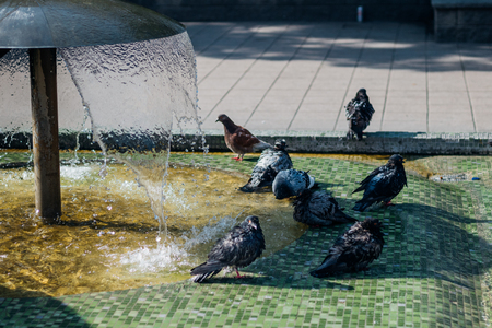Pigeons playing and resting in a fountain on a warm summer afternoonの写真素材