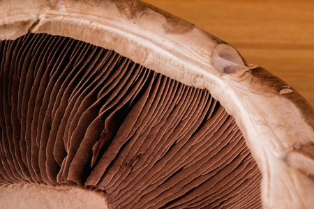 Extreme close-up macro picture of a mushroomの写真素材