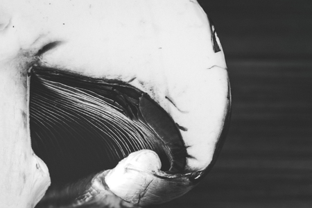 Directly above picture of a mushroom on a wooden chopping boardの写真素材