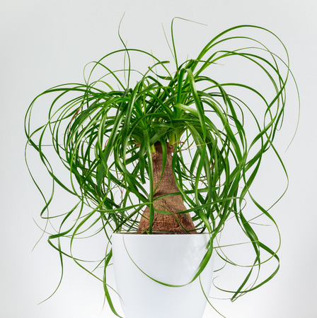 Isolated close-up image of a ponytail palm tree (Beaucarnea Recurvata) evergreen houseplant in a white potの写真素材