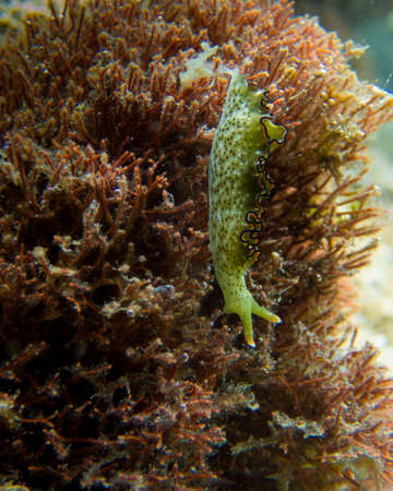 Sea slugs in the Red Sea colorful fish, Eilat Israelの写真素材