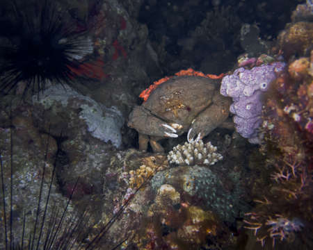 Crab in the Red Sea Colorful and beautiful, Eilat Israelの写真素材