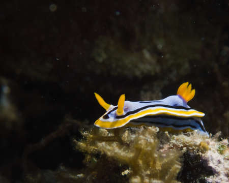 Nudibranch (Nudibranch) in the Red Seaの写真素材