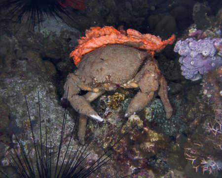 Crab in the Red Sea, Egypt, Sharm El Sheikhの写真素材