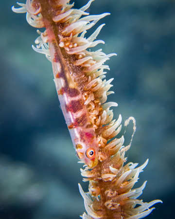 A closeup shot of a fish swimming in a sea anemoneの写真素材