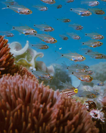 Underwater life of a tropical coral reef with fish and coralsの写真素材