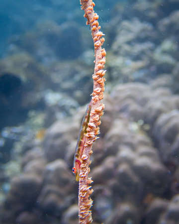 A closeup shot of a coral reef with a fish in the foregroundの写真素材