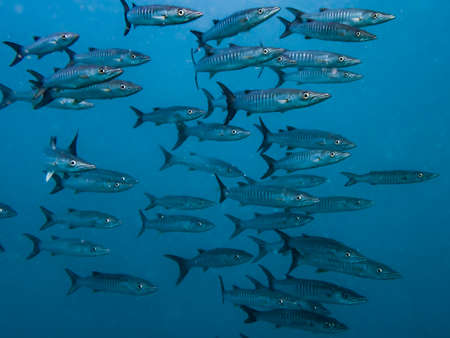A battery of barracuda taken underwater in Coron, Philippinesの写真素材