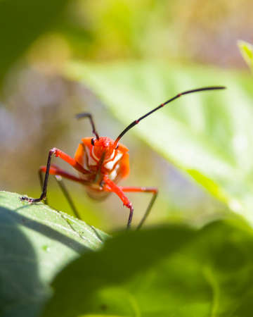 A macro shot of a red bug sitting on a green leaf.の写真素材