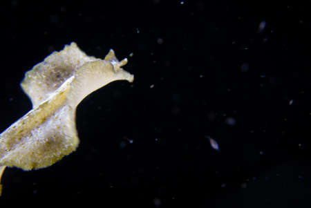 A closeup shot of a seahorse under water with a black backgroundの写真素材