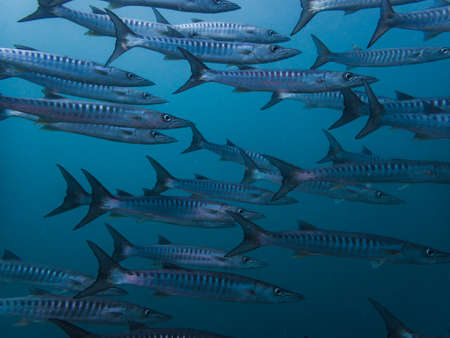 A battery of barracuda taken underwater in Coron, Philippinesの写真素材