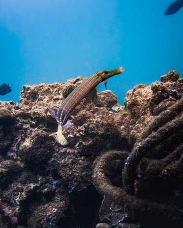 The underwater world of the Red Sea, coral reef and marine fishの写真素材